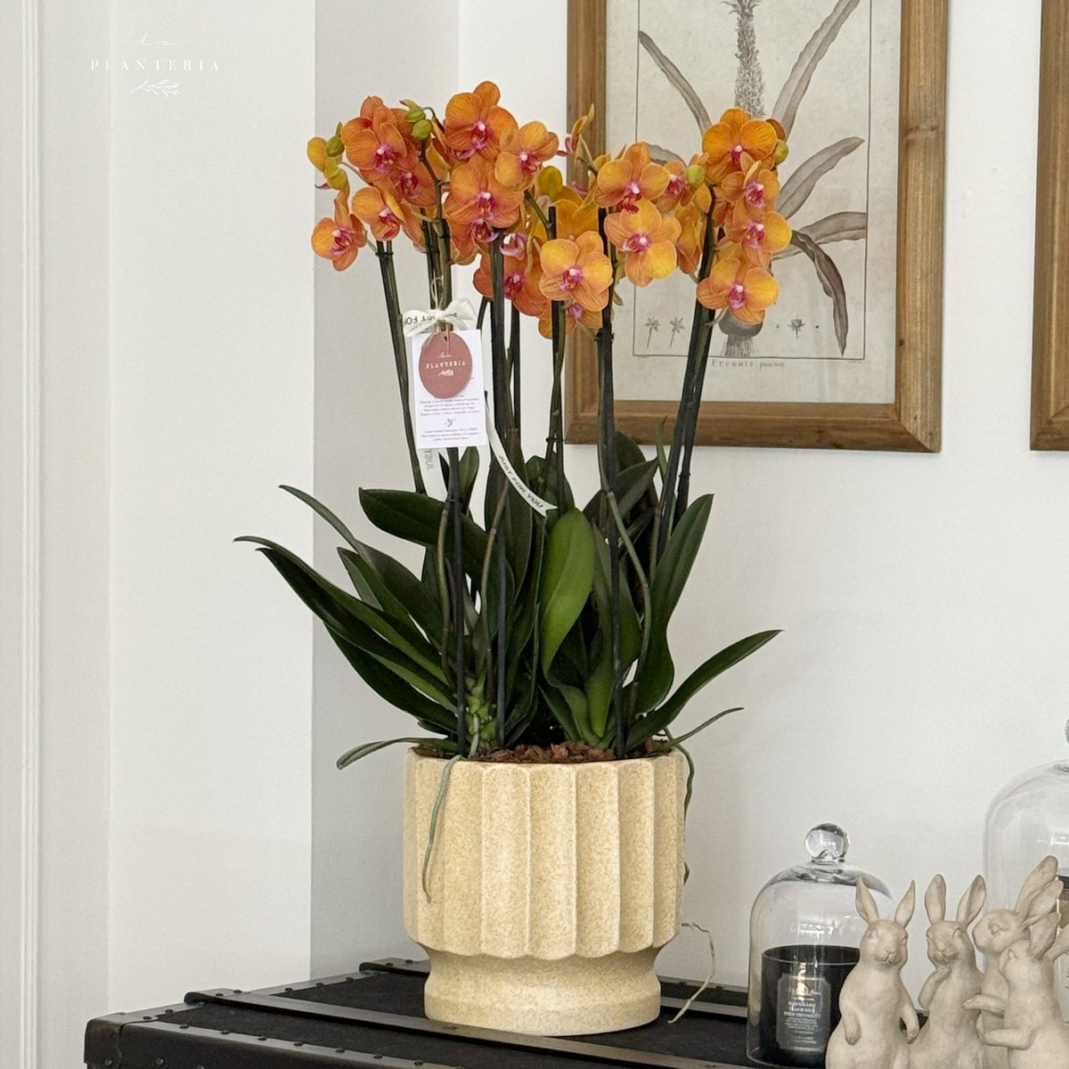 Column orchid