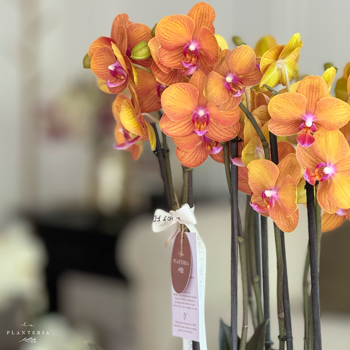 Column orchid