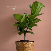 Ficus Pandutara SIN canasta