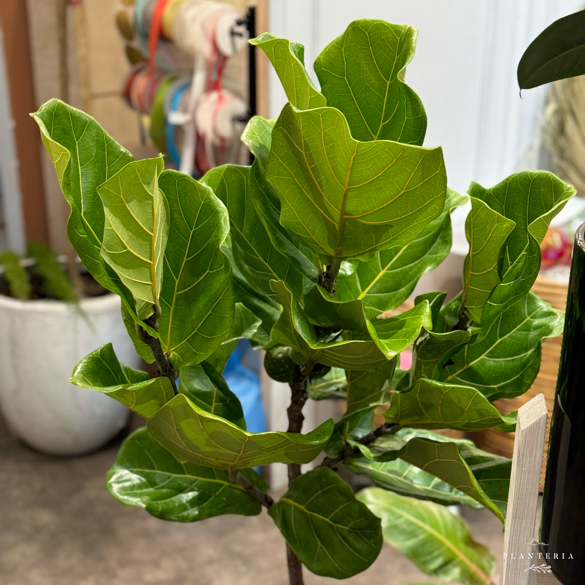 Ficus Pandutara SIN canasta