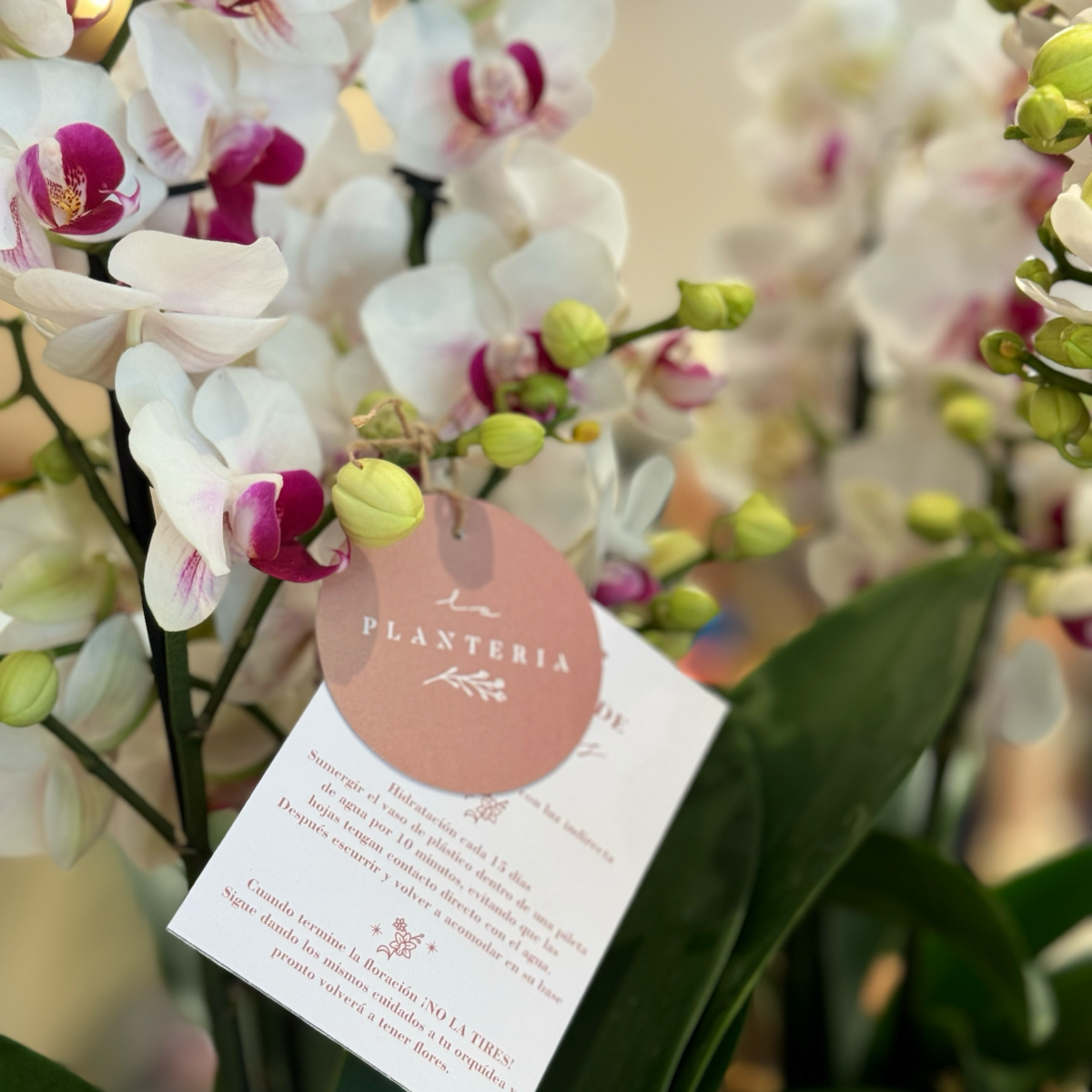 Elegant orchid