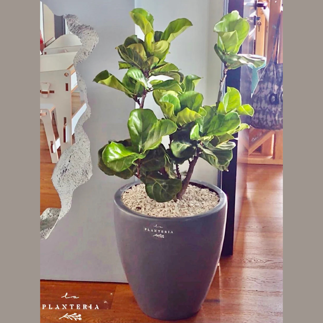 Pandurata grande ramificada en maceta de fibra