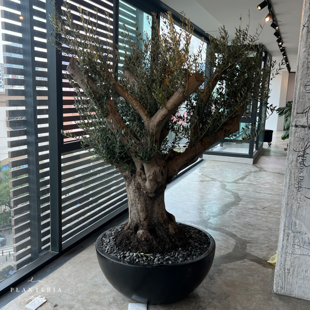 Bonsai de Olivo