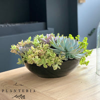 Bowl Suculentas (5743975071894)