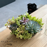 Bowl Suculentas (5743975071894)