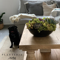 Bowl Suculentas (5743975071894)