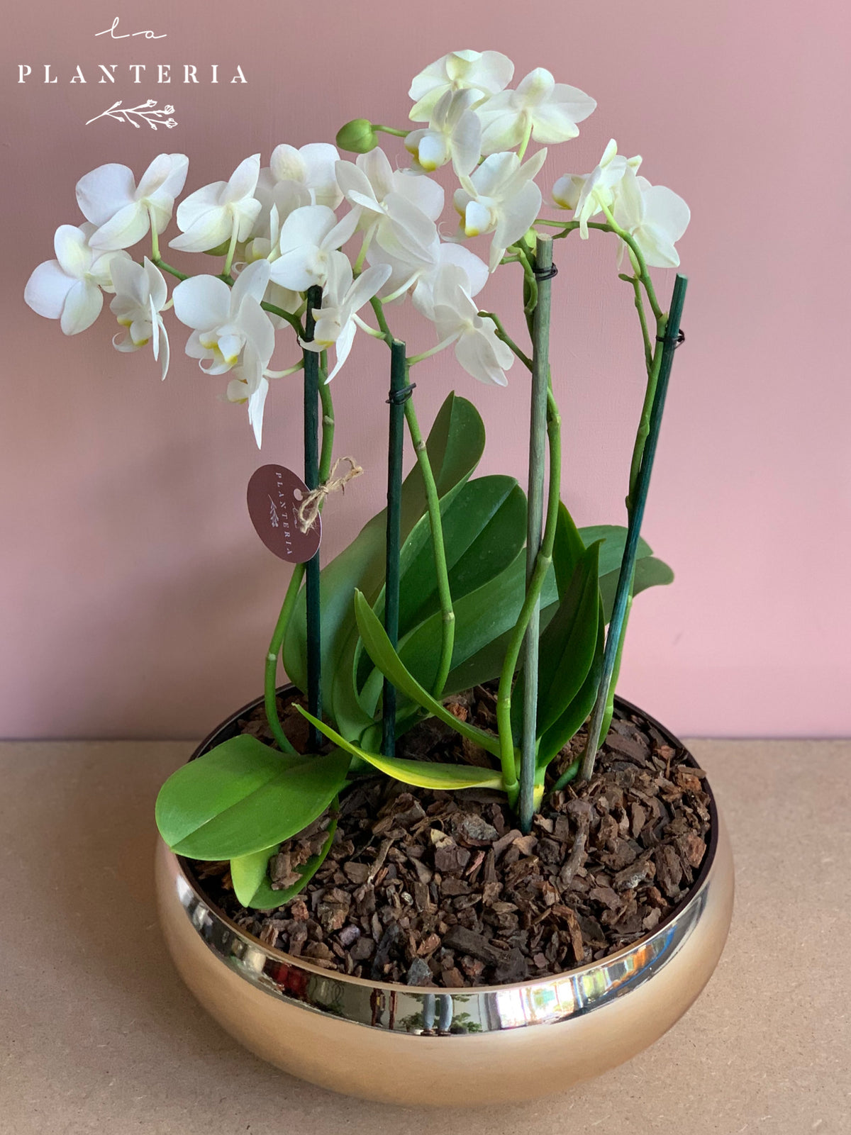 Gold orchid (5787265204374)