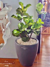 Pandurata grande ramificada en maceta de fibra (6606814675138)