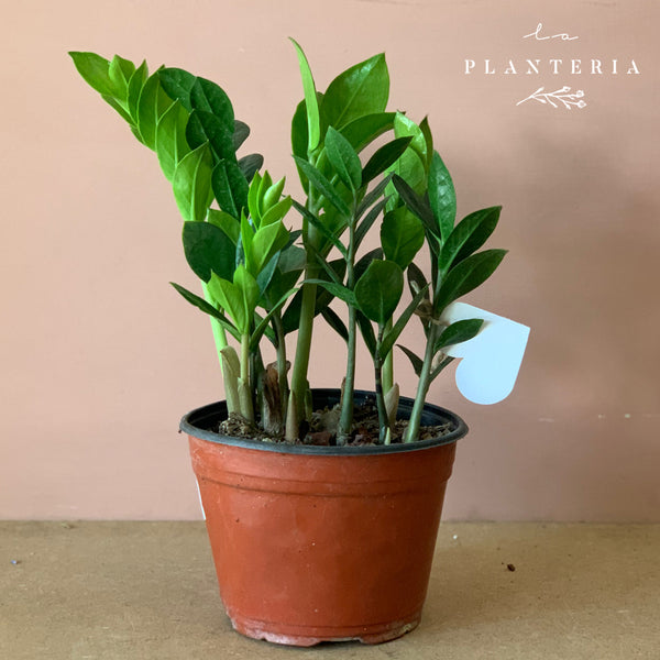 zamia mini (6542322761922)