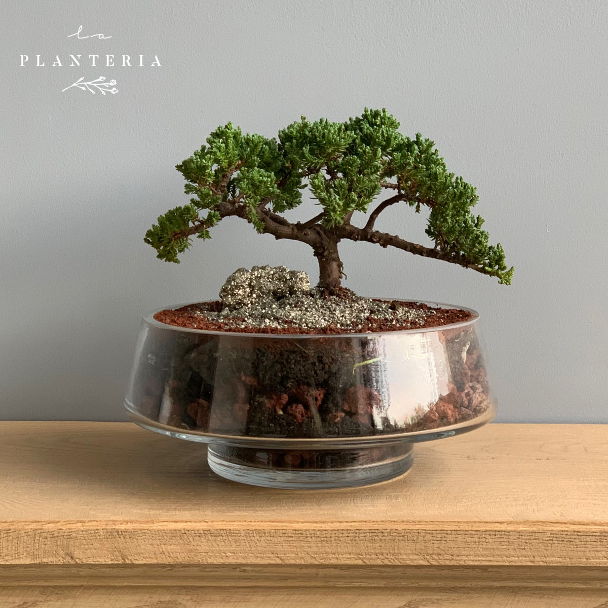 Bonsai glass premium (6174097309890)