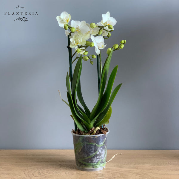 Mini orquideas (6091709808834)