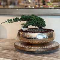 Gold Bonsai