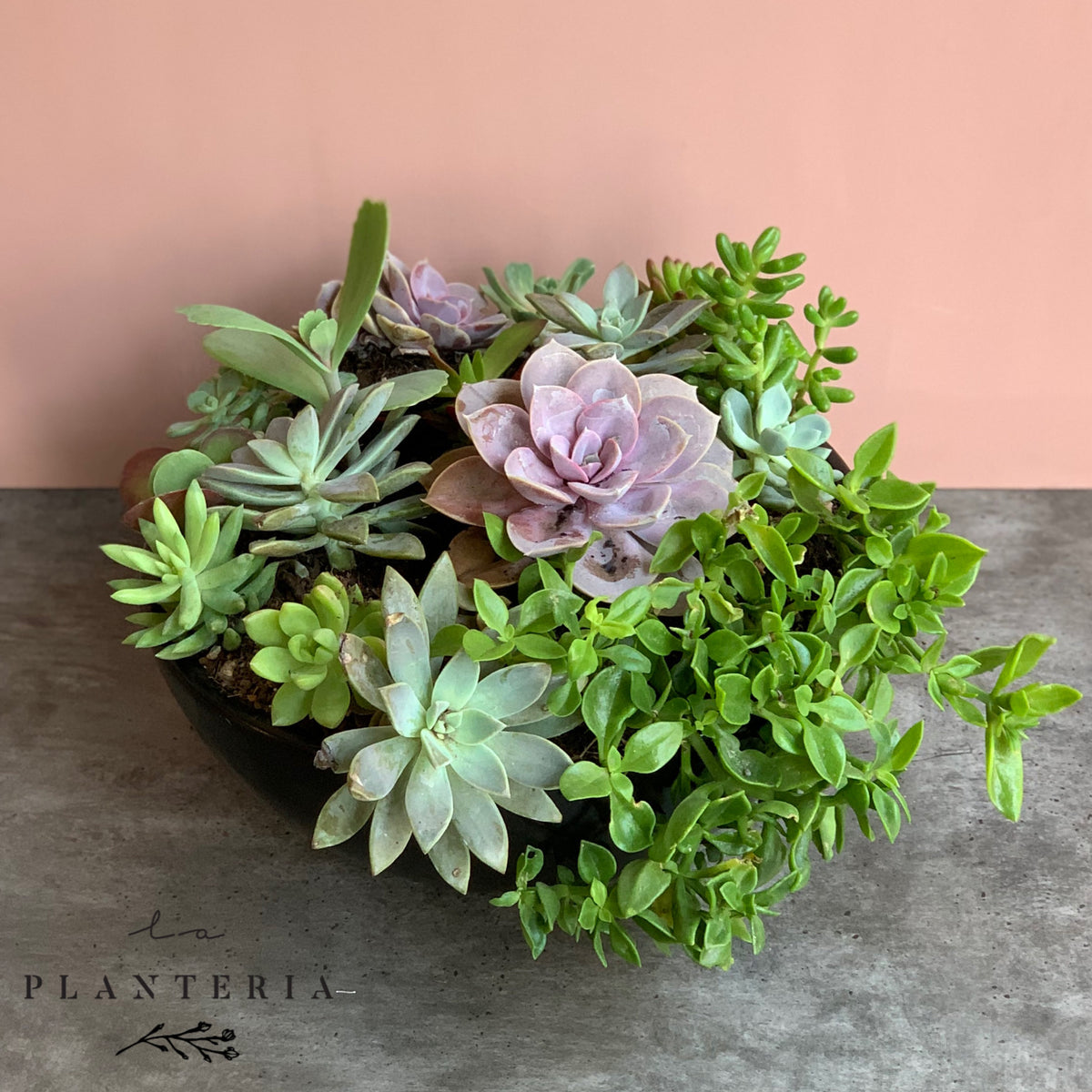 Bowl Suculentas (5743975071894)