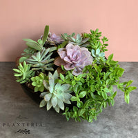 Bowl Suculentas (5743975071894)