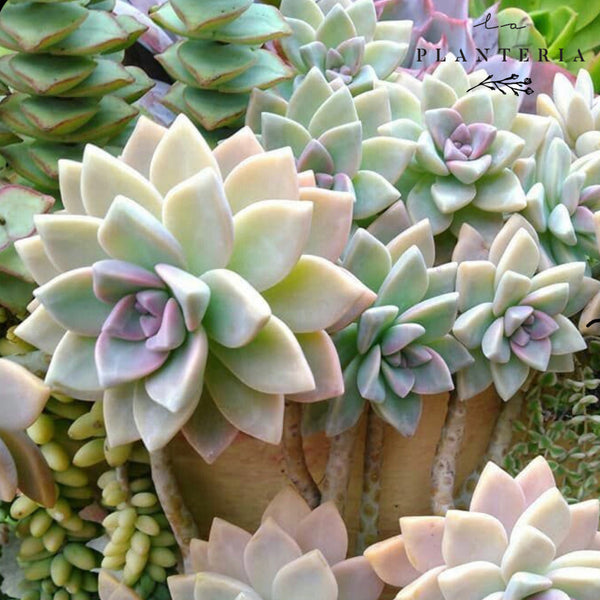 Suculenta mediana (6085415076034)