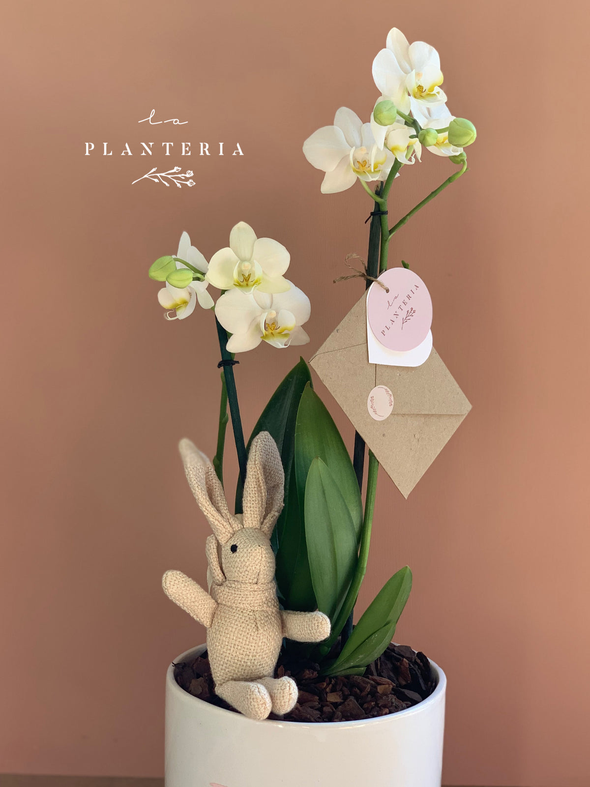 Welcome Pot orquídea (5744150446230)