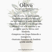 Olivo + fibra (6039193682114)