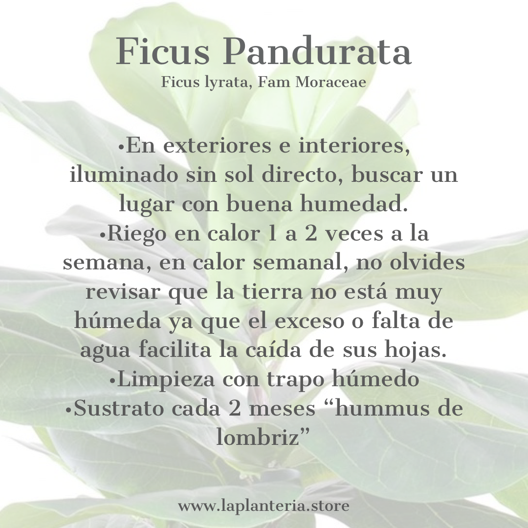Ficus + canasta (5753383518358)
