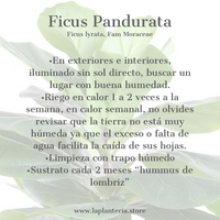 Ficus + canasta (5753383518358)