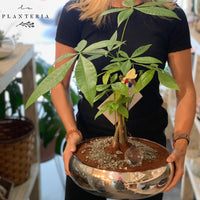 Silver money tree + ojo turco y bola de cristal