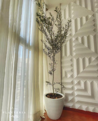 Olivo + fibra (6039193682114)