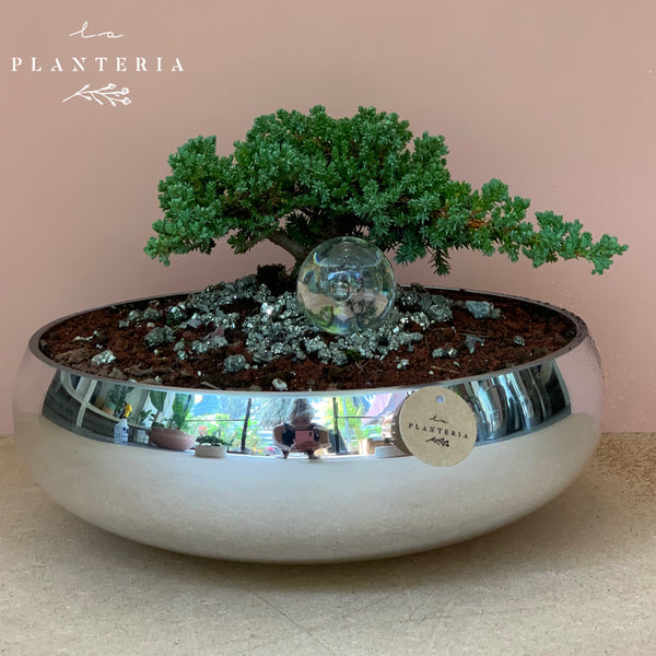 Silver Bonsai (5829646745750)