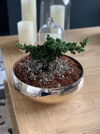 Gold Bonsai (6120410382530)