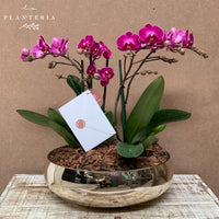 Gold orchid (5787265204374)