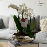 Silver Orchid (5743946825878)