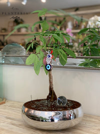 Silver money tree + ojo turco y bola de cristal (6125066453186)