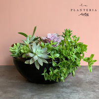 Bowl Suculentas (5743975071894)