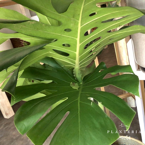 monstera mediana (6835594264770)