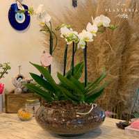 Double cup (6243387146434)