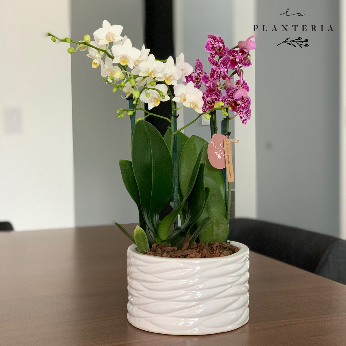 Orquídea lines (6201441091778)