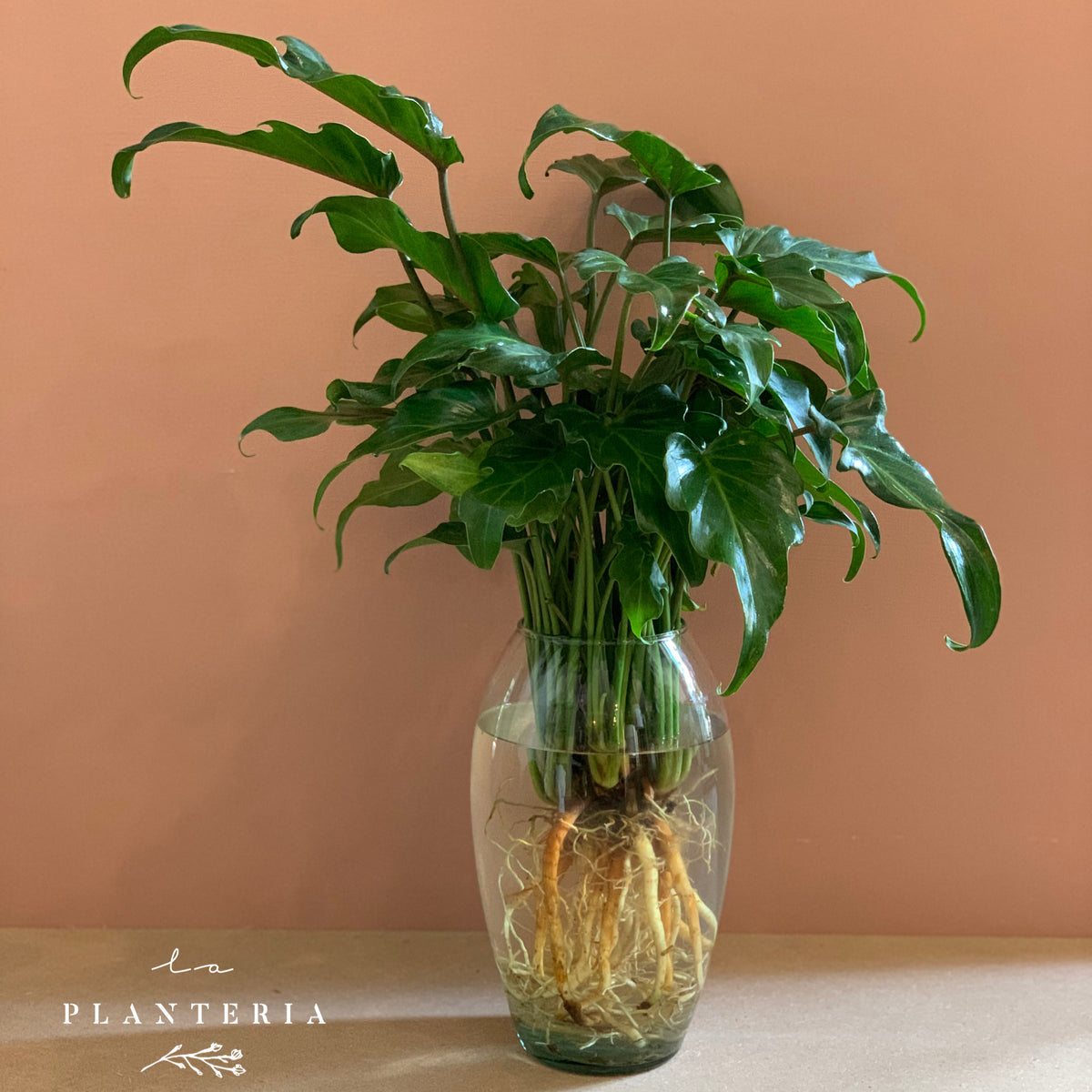 Xanadu en florero delgado (6038484025538)