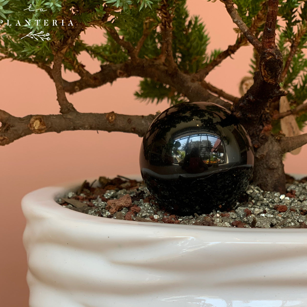 Bonsai lines (5999688941762)