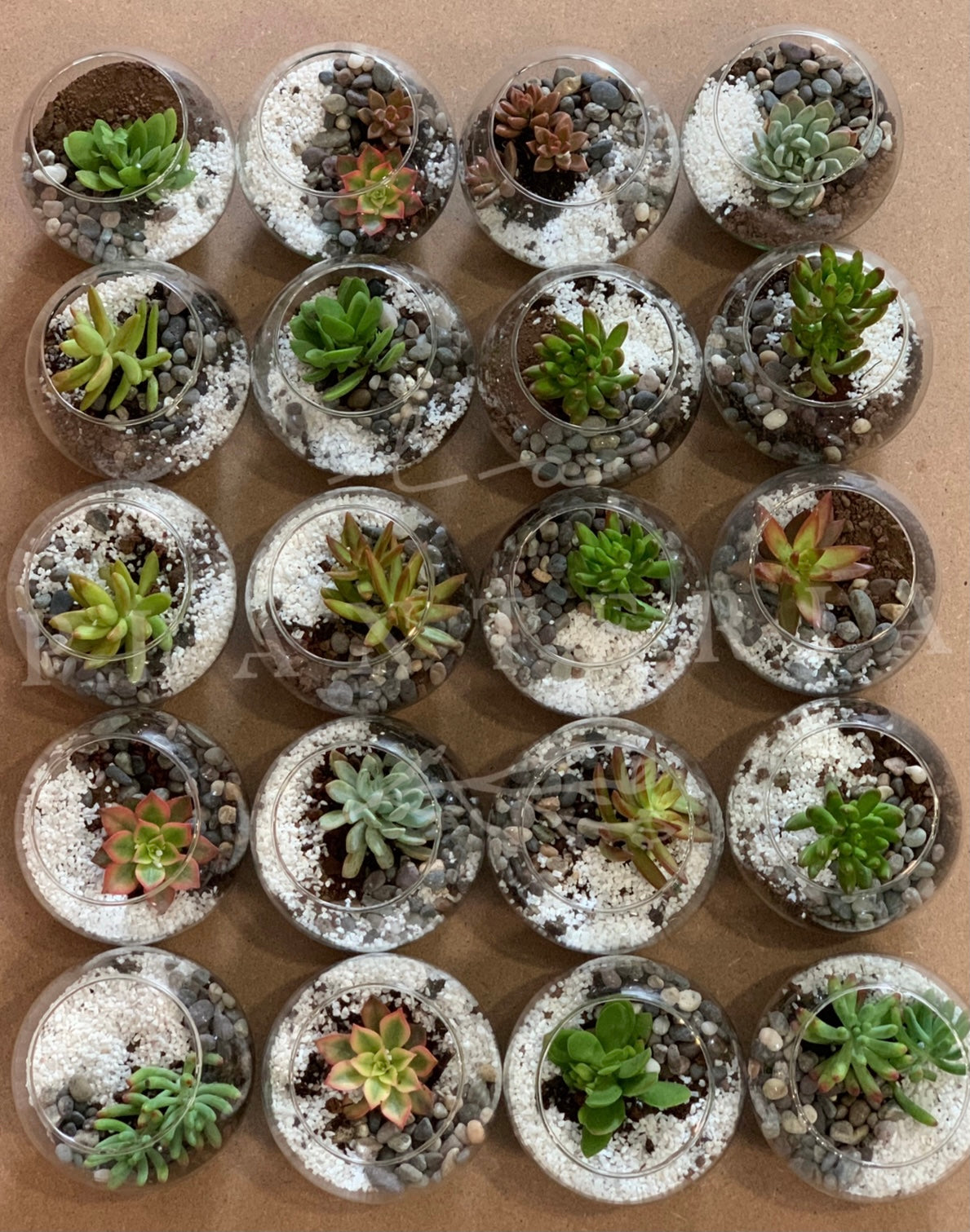 Bolos (6896604086466)