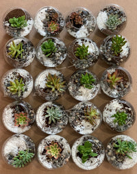 Bolos (6896604086466)