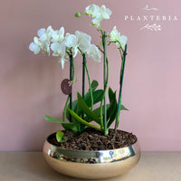 Gold orchid (5787265204374)