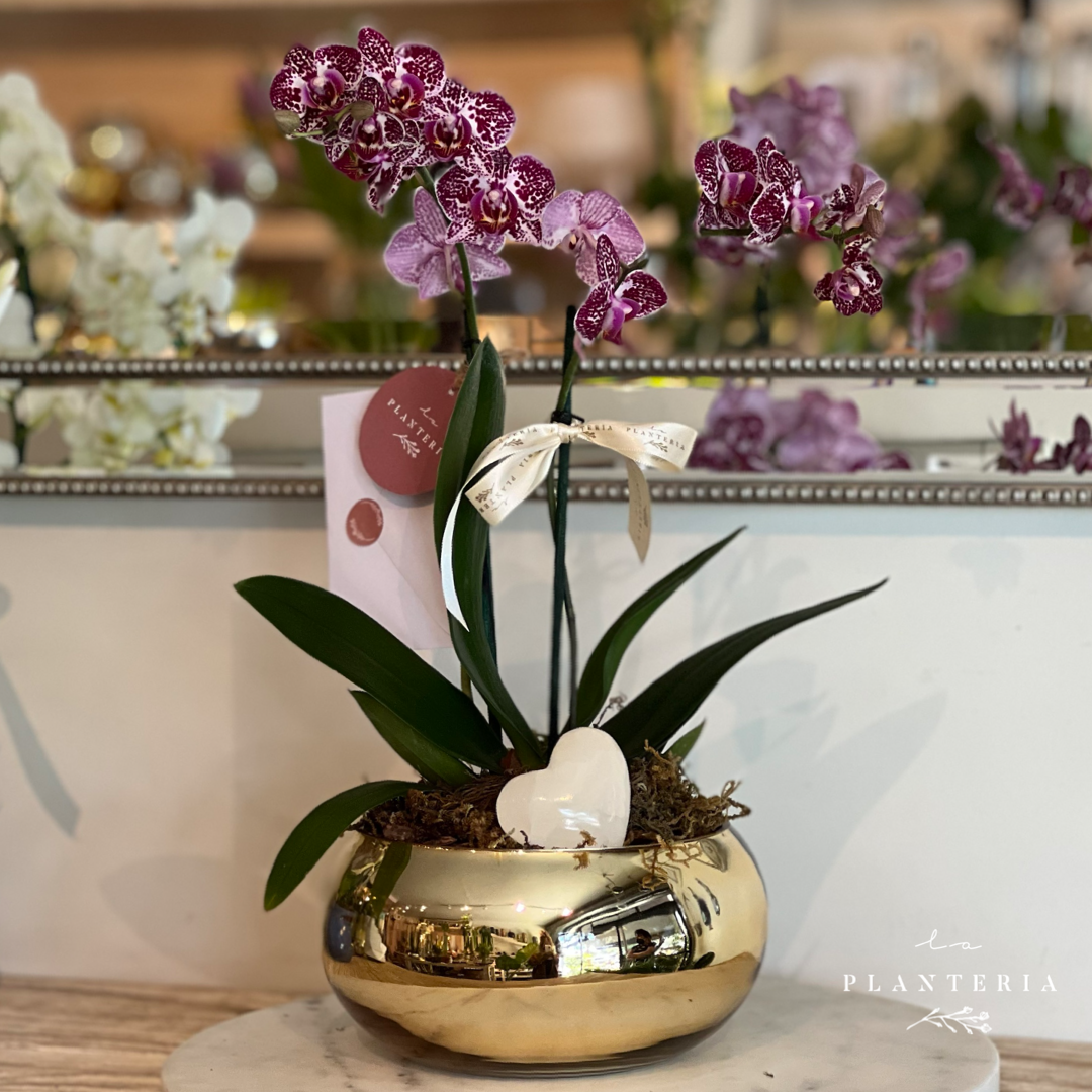 Shine mini l♡︎ve