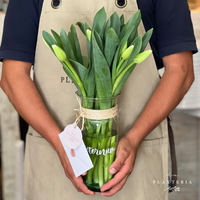 Decena de tulipanes en florero