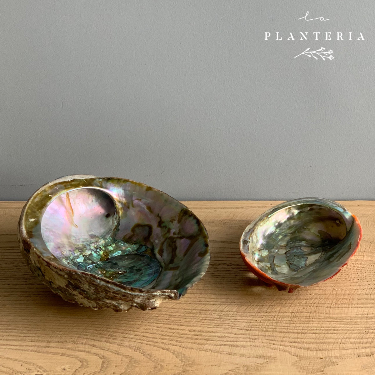 Concha de abulón grande (6205030367426)