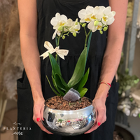 Shine mini l♡︎ve