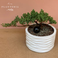 Bonsai lines (5999688941762)