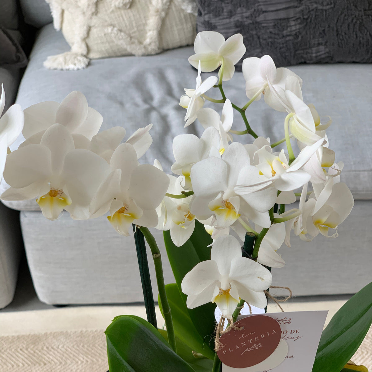 Silver Orchid (5743946825878)