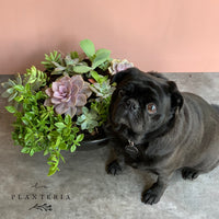 Bowl Suculentas (5743975071894)