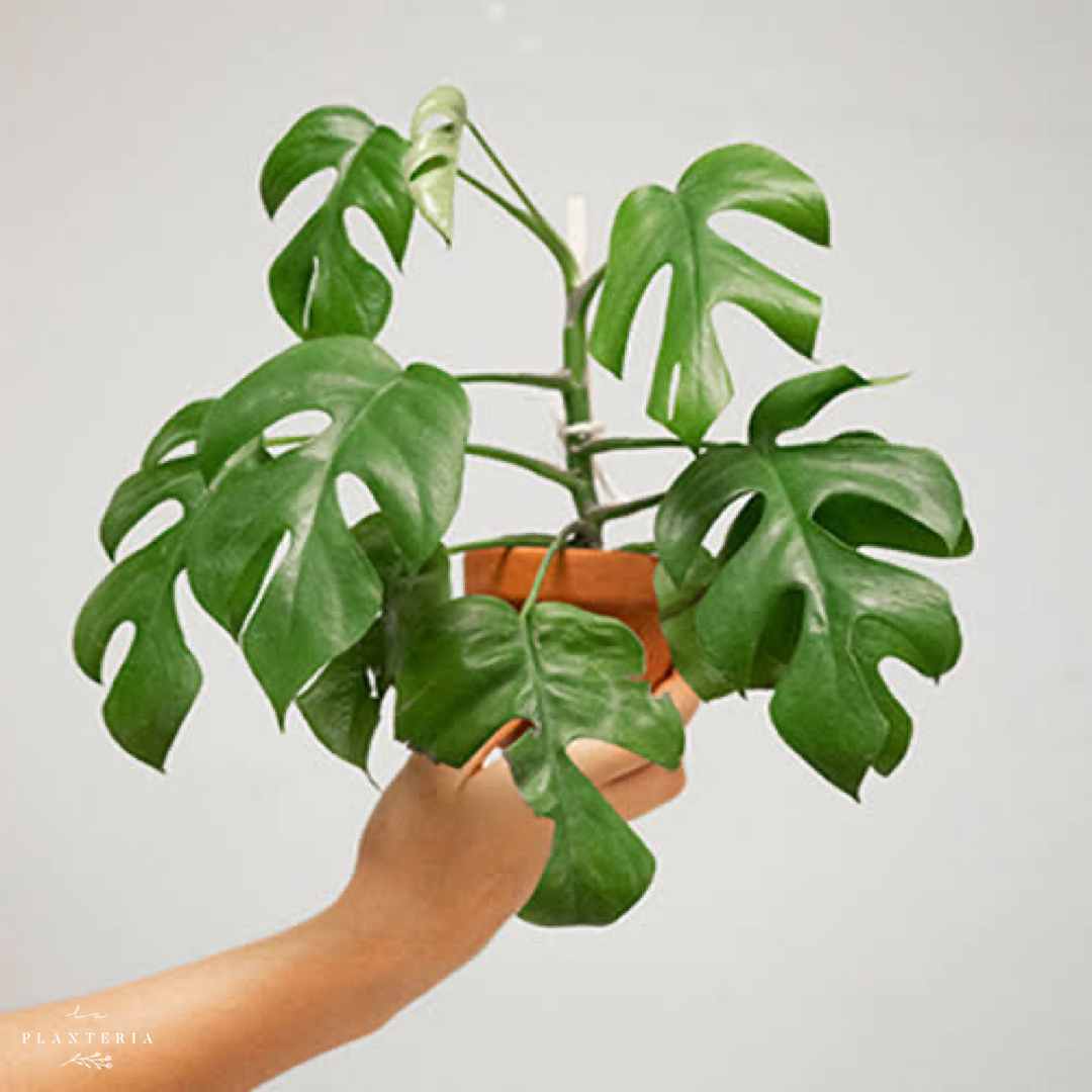 Monstera mini