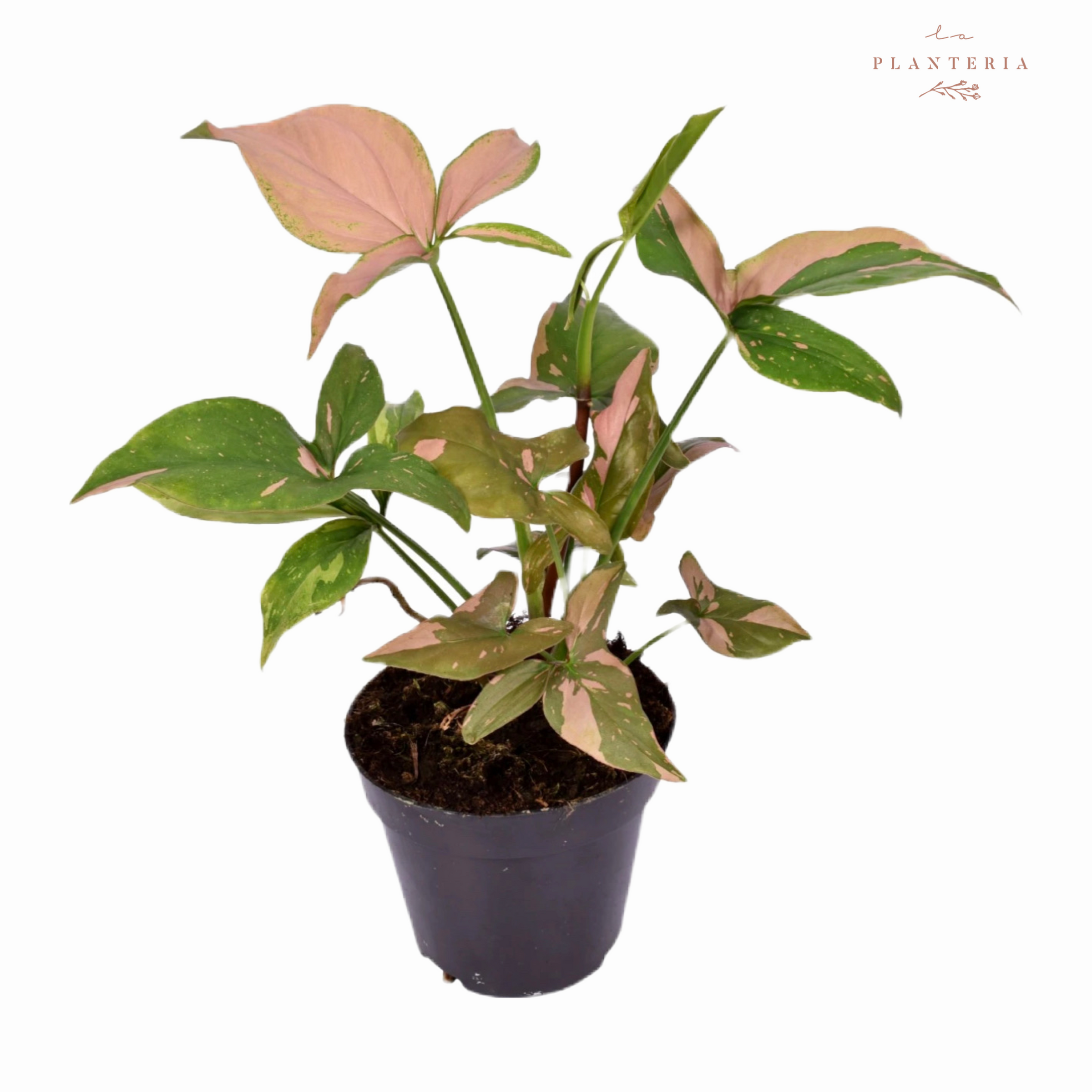 Maceta Mimbre Borde Color Rosa – La Gardenia