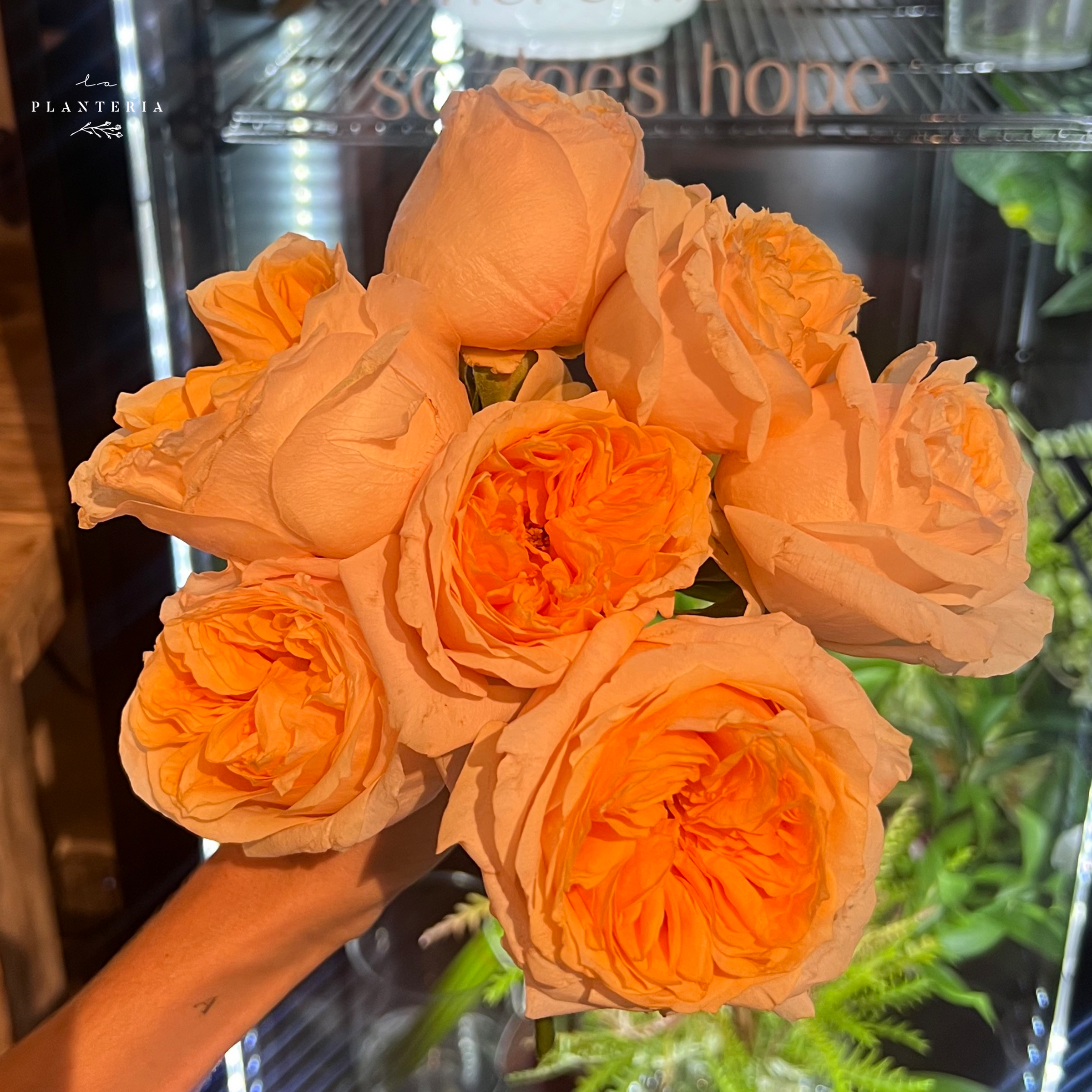 Rosa inglesa – La Plantería Store