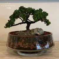 Bonsai glass premium (6174097309890)